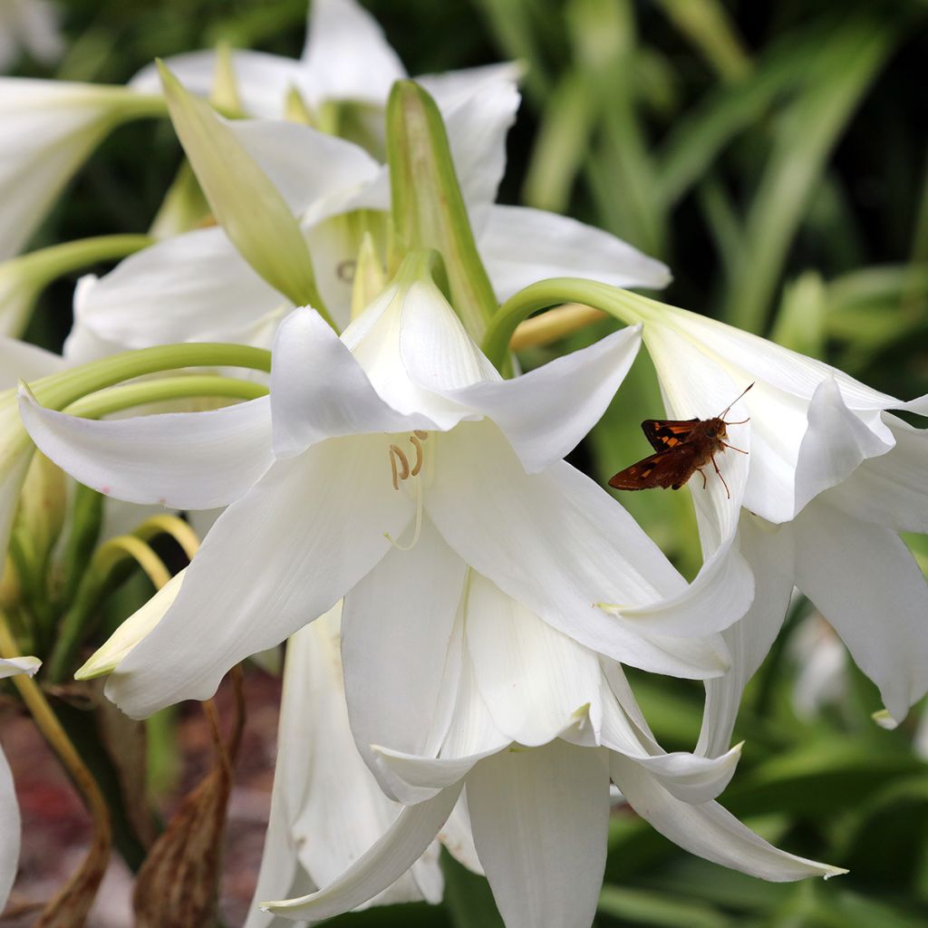 Amaryllis belladonna Alba - Belladonnalilie