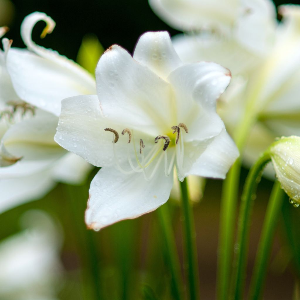 Amaryllis belladonna Alba - Belladonnalilie