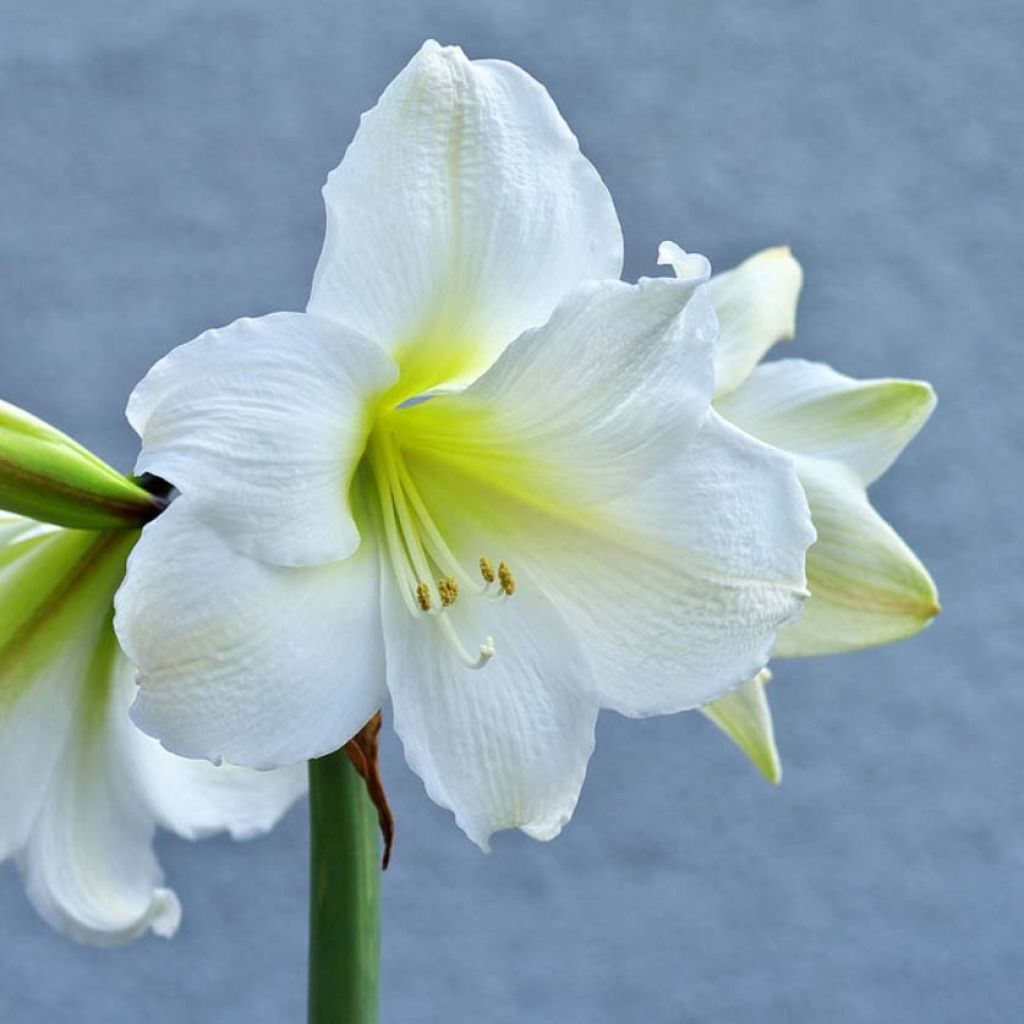 Amaryllis belladonna Ludwig Dazzler - Belladonnalilie