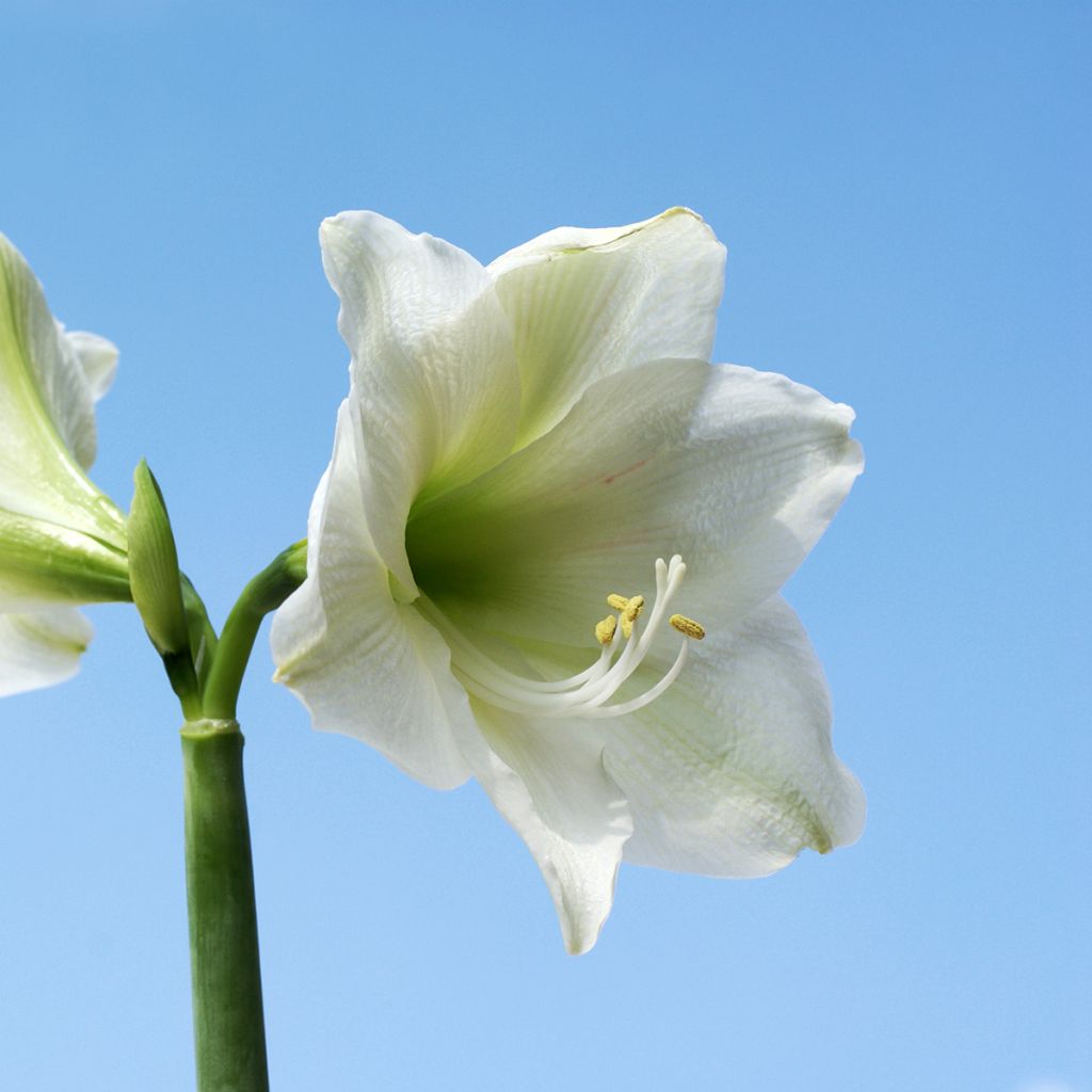 Amaryllis belladonna Ludwig Dazzler - Belladonnalilie