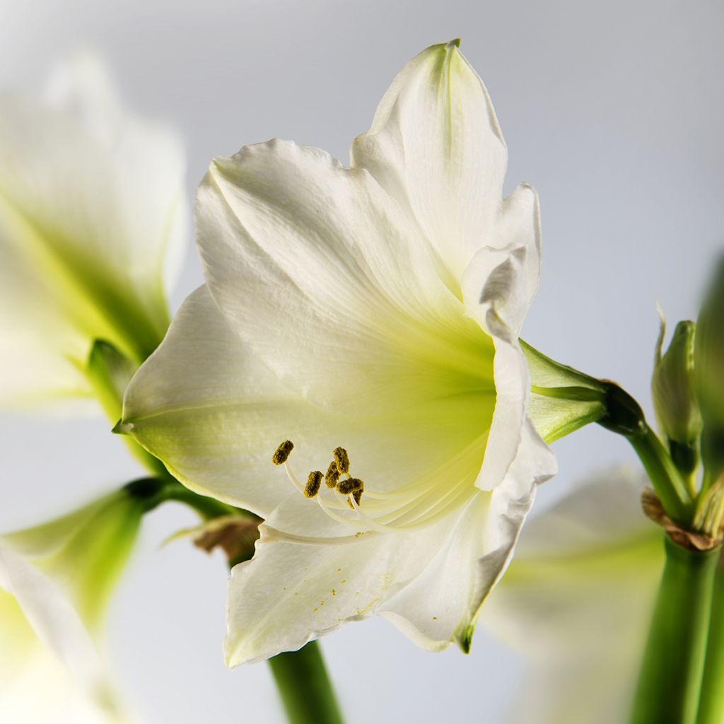 Amaryllis belladonna Ludwig Dazzler - Belladonnalilie