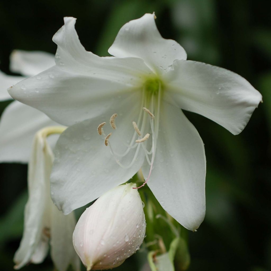 Amaryllis belladonna Alba