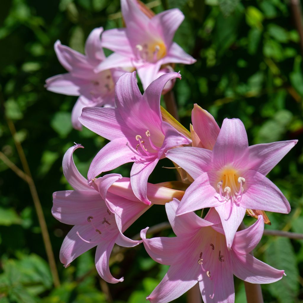 Amaryllis belladonna - Belladonnalilie