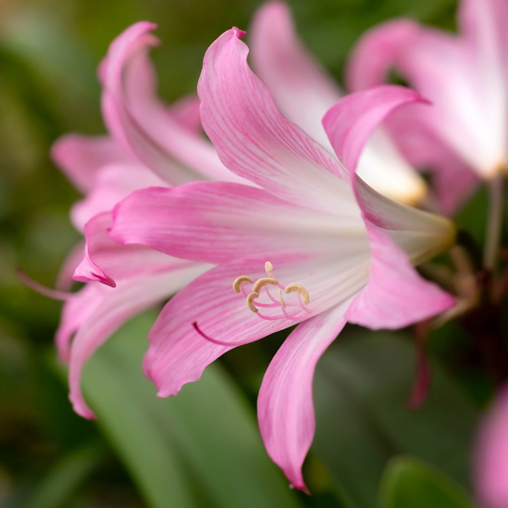 Amaryllis belladonna - Belladonnalilie