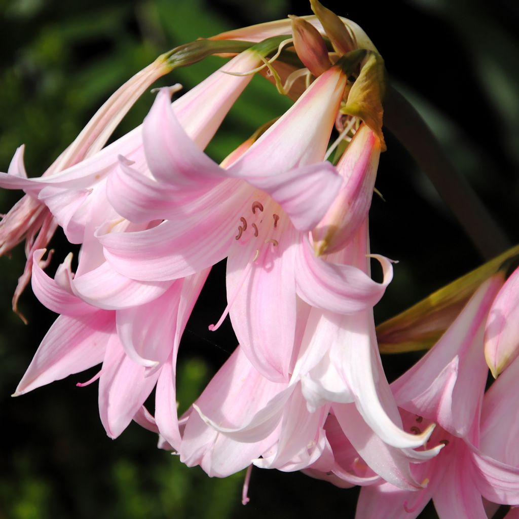 Amaryllis belladonna - Belladonnalilie