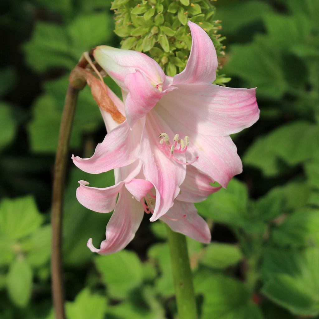 Amaryllis belladonna - Belladonnalilie