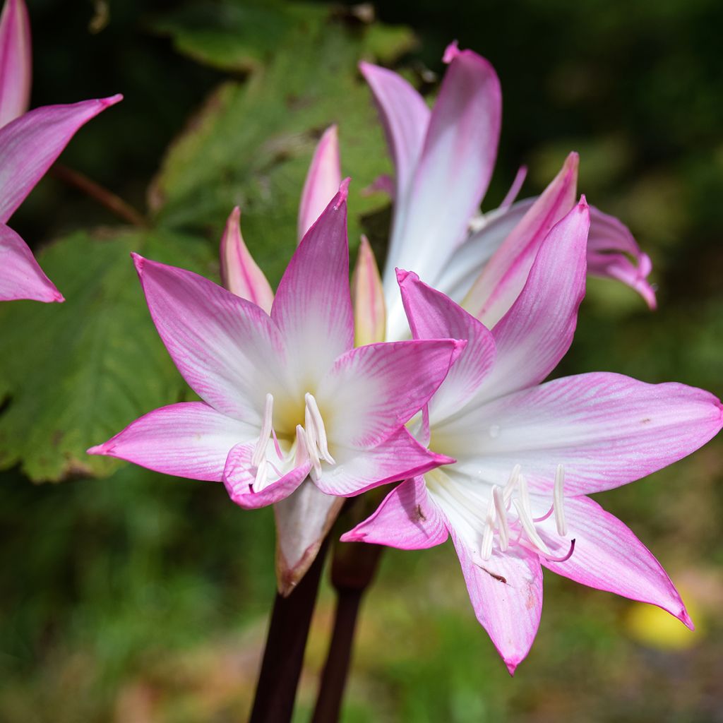 Amaryllis belladonna - Belladonnalilie