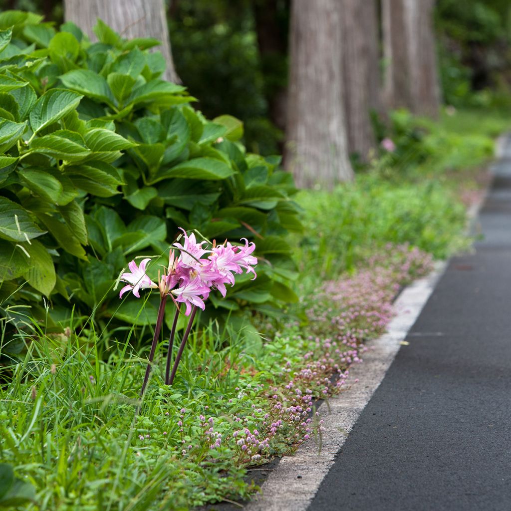 Amaryllis belladonna - Belladonnalilie