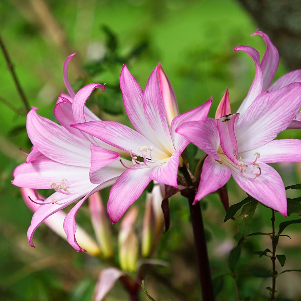 Amaryllis belladonna - Belladonnalilie