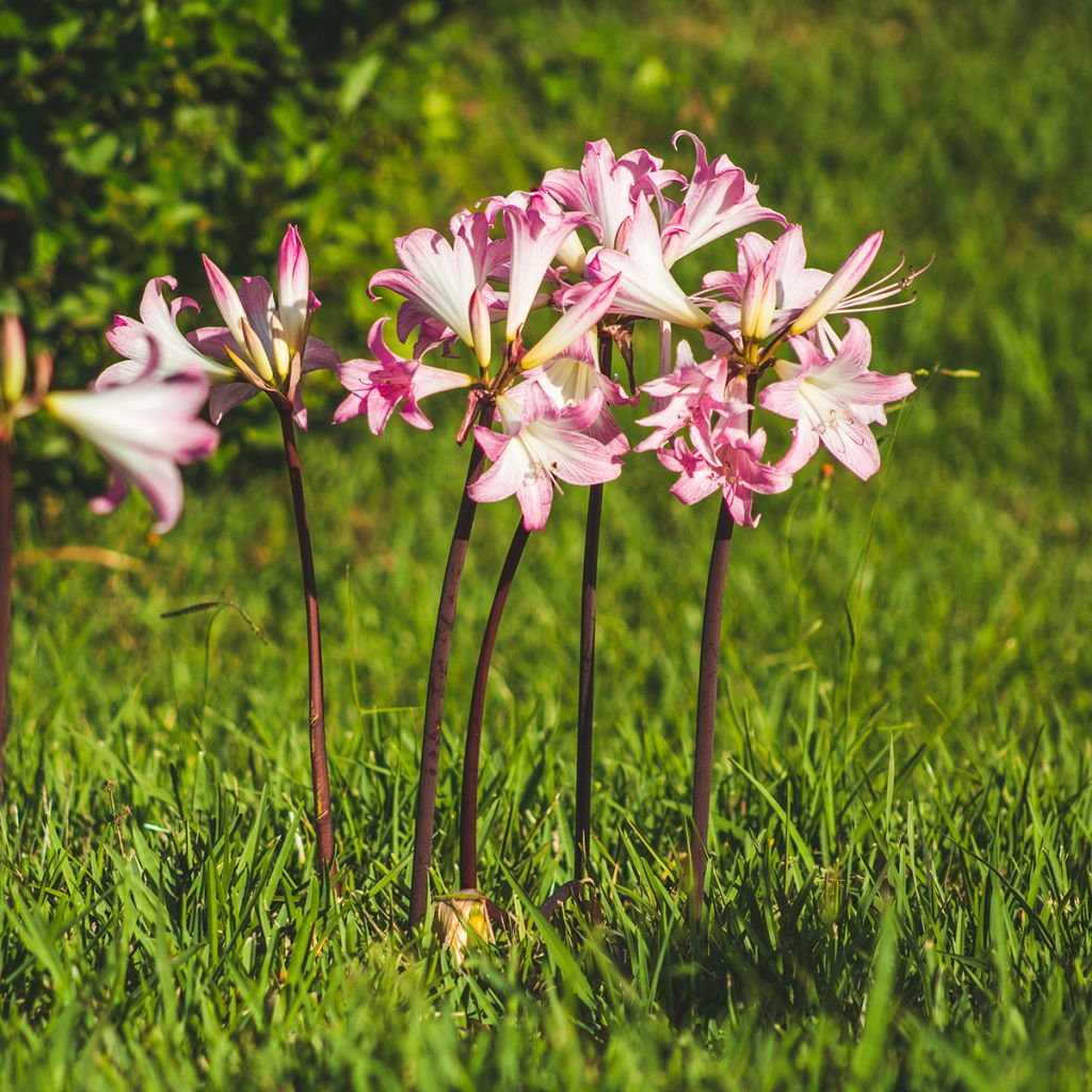 Amaryllis belladonna - Belladonnalilie