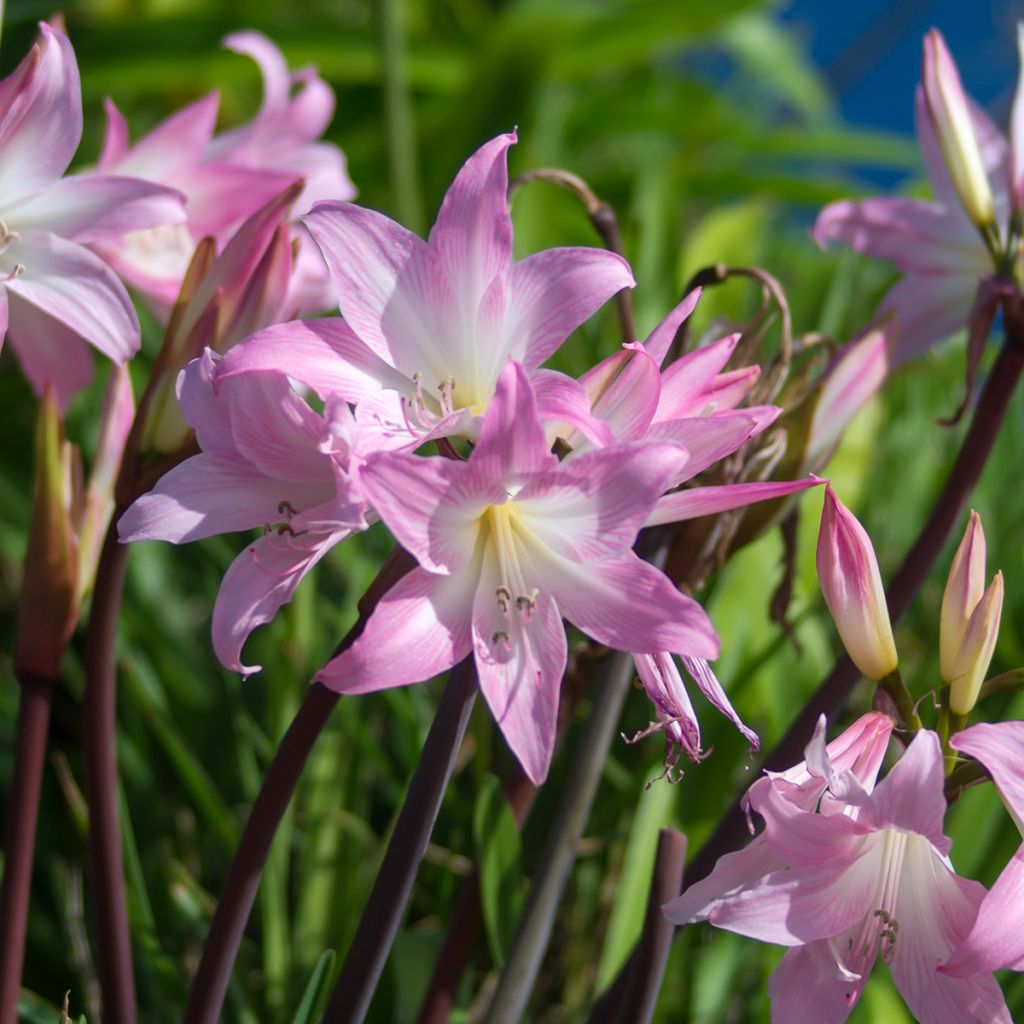 Amaryllis belladonna - Belladonnalilie