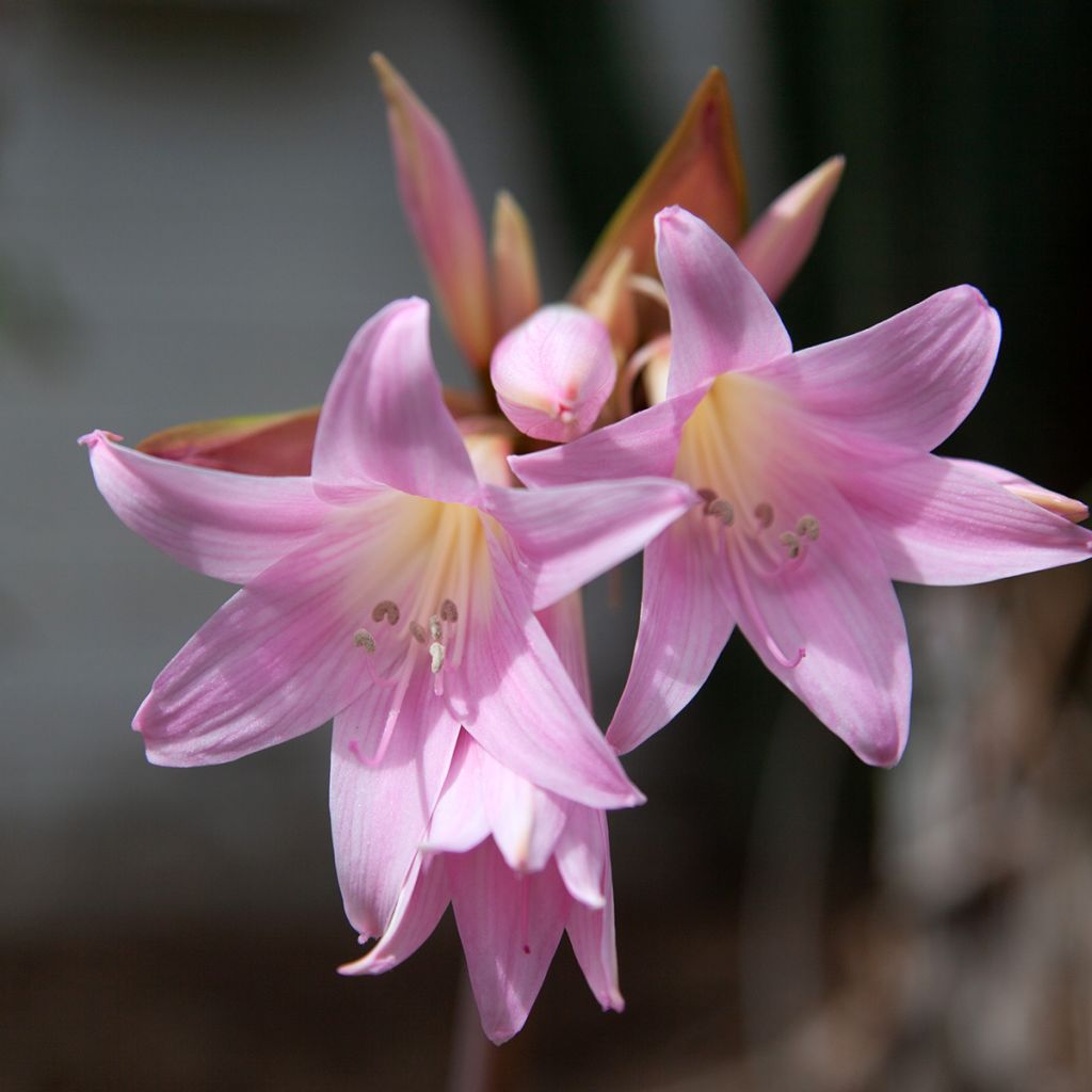 Amaryllis belladonna - Belladonnalilie