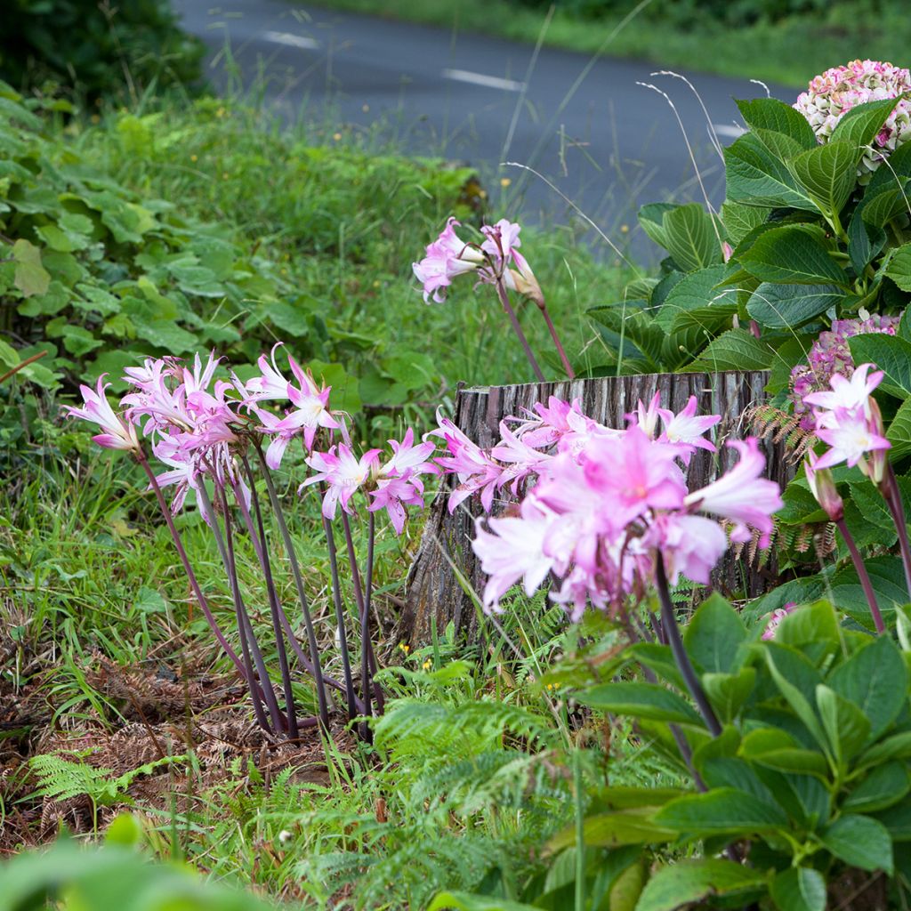 Amaryllis belladonna - Belladonnalilie