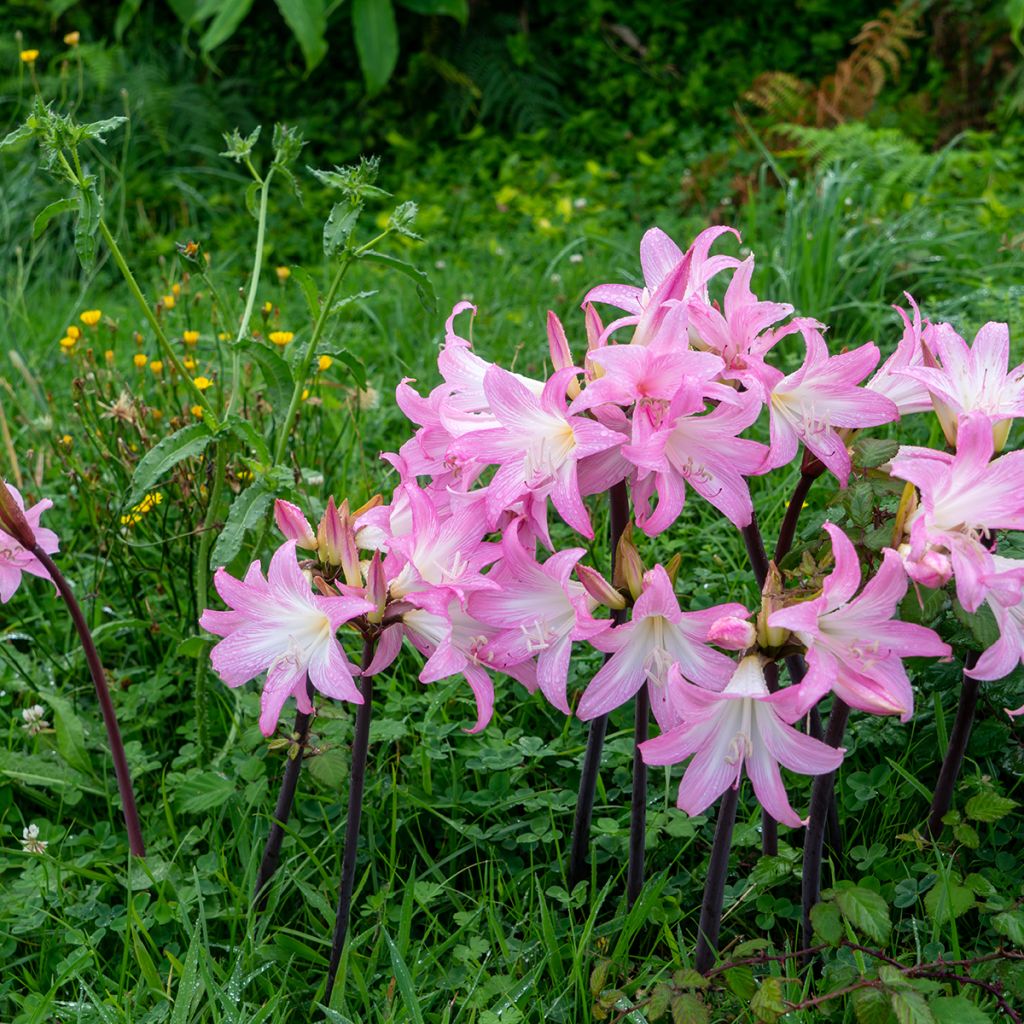 Amaryllis belladonna - Belladonnalilie