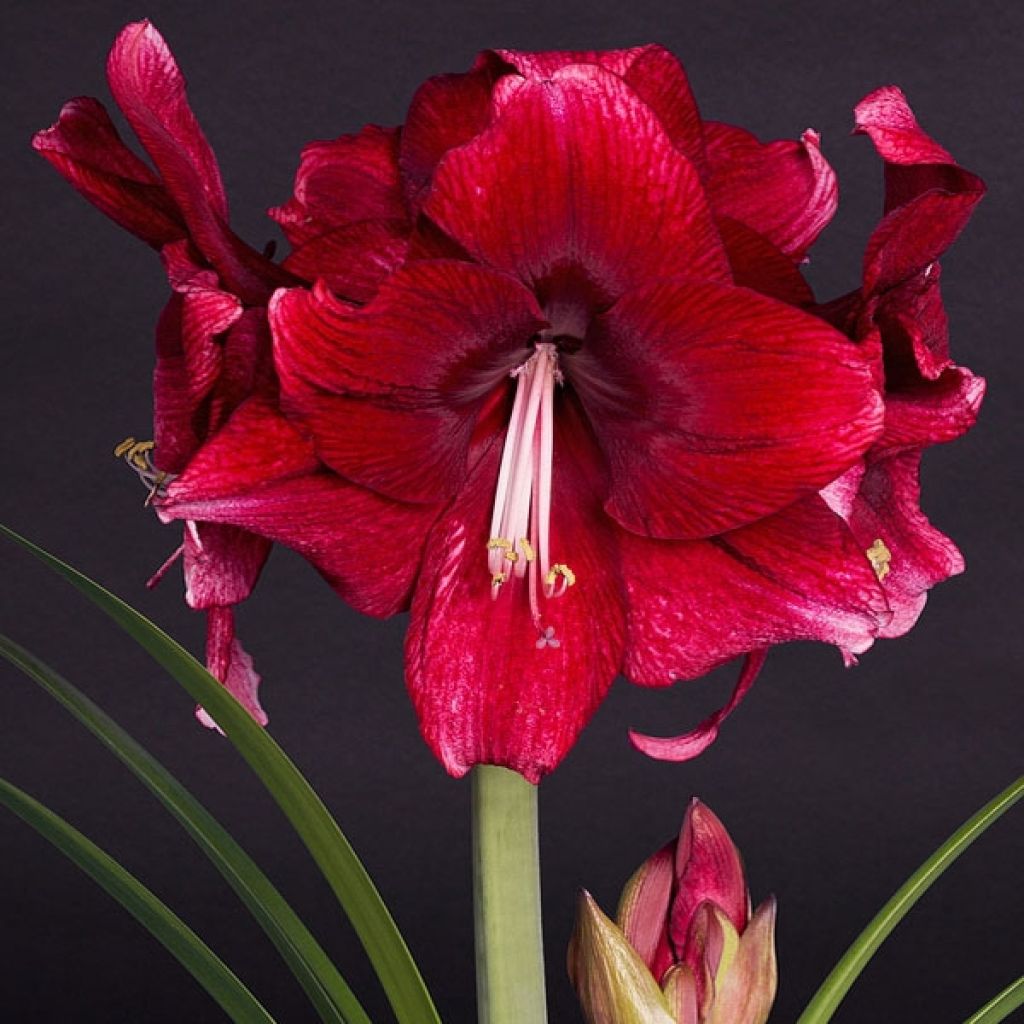 Hippeastrum Daphne - Ritterstern