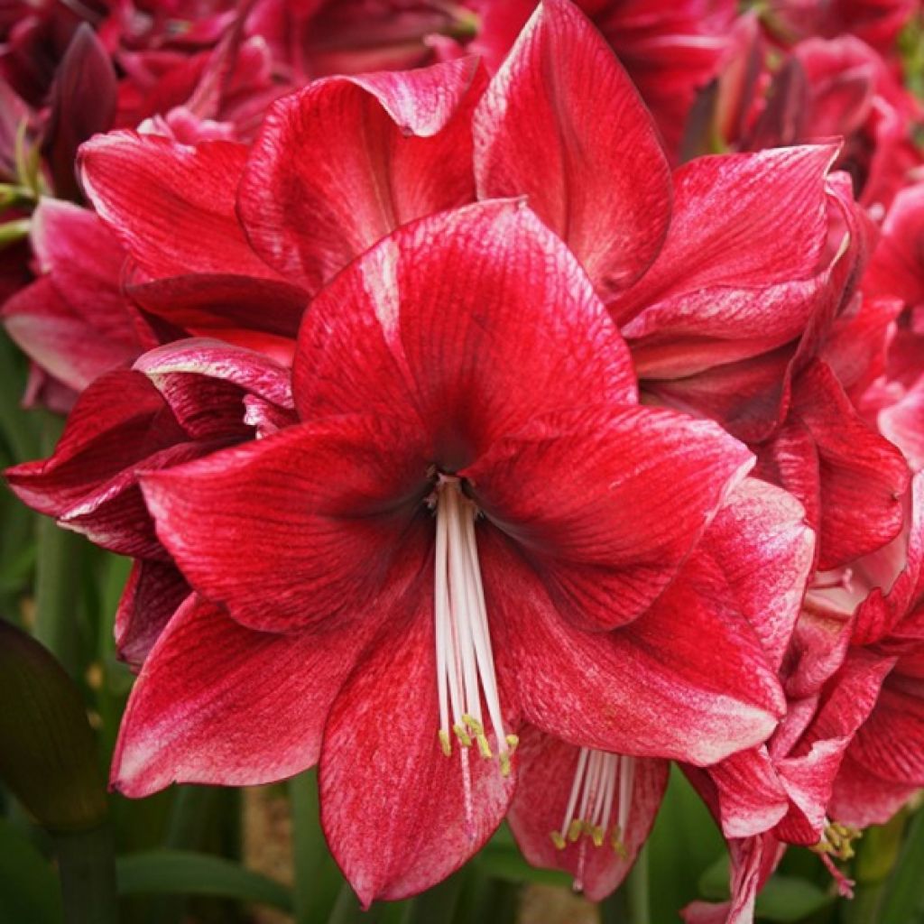 Amaryllis Daphne - Hippeastrum