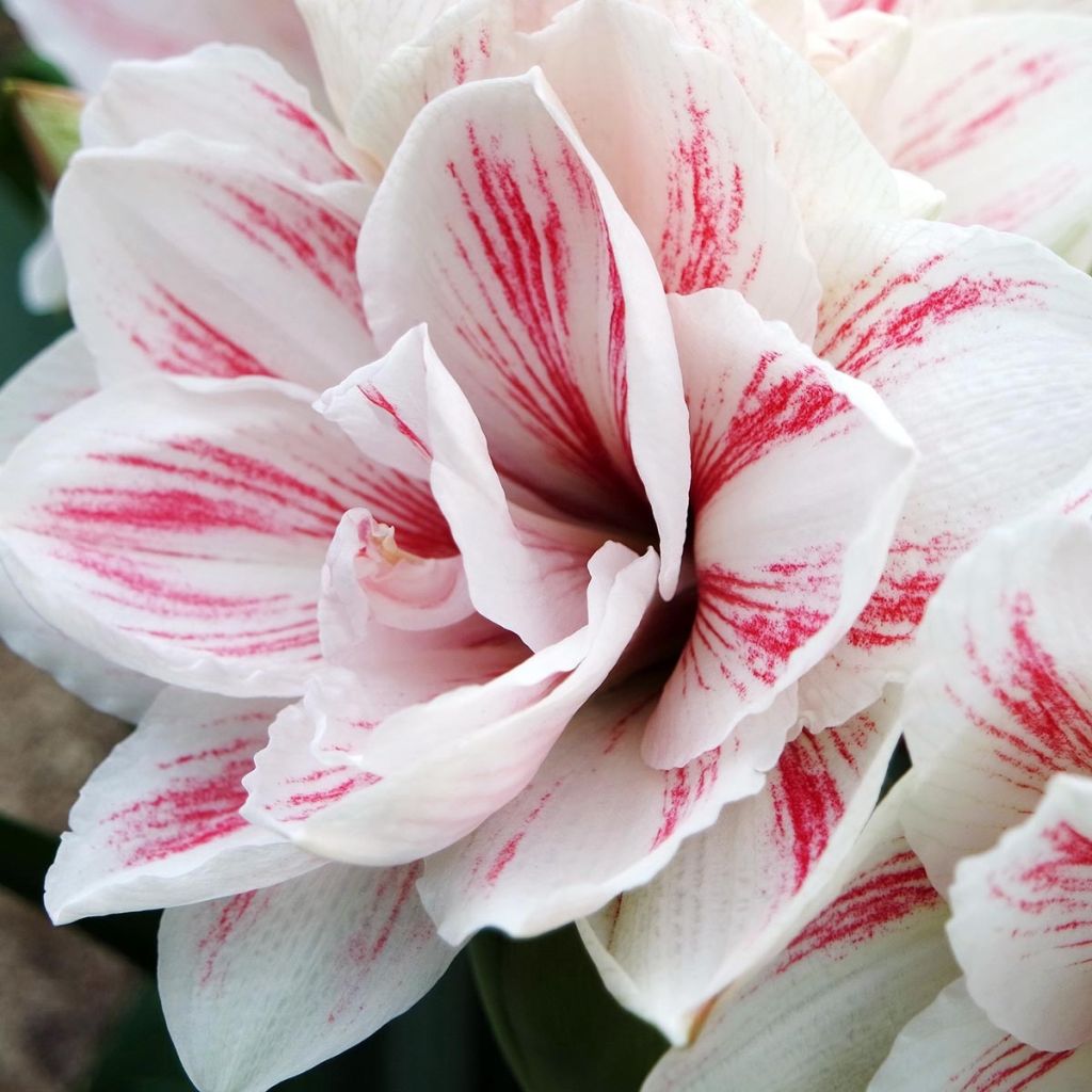 Hippeastrum Aquaro - Ritterstern