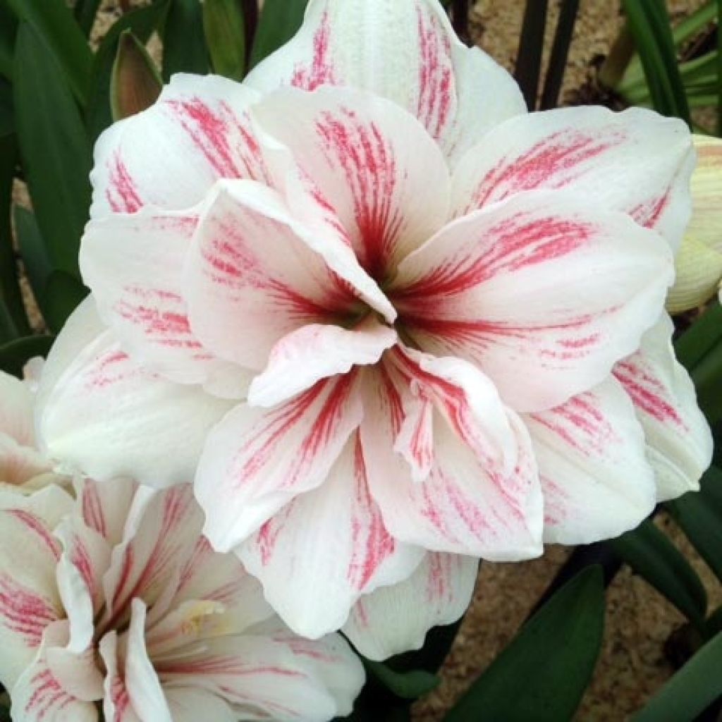 Amaryllis double Aquaro - Hippeastrum