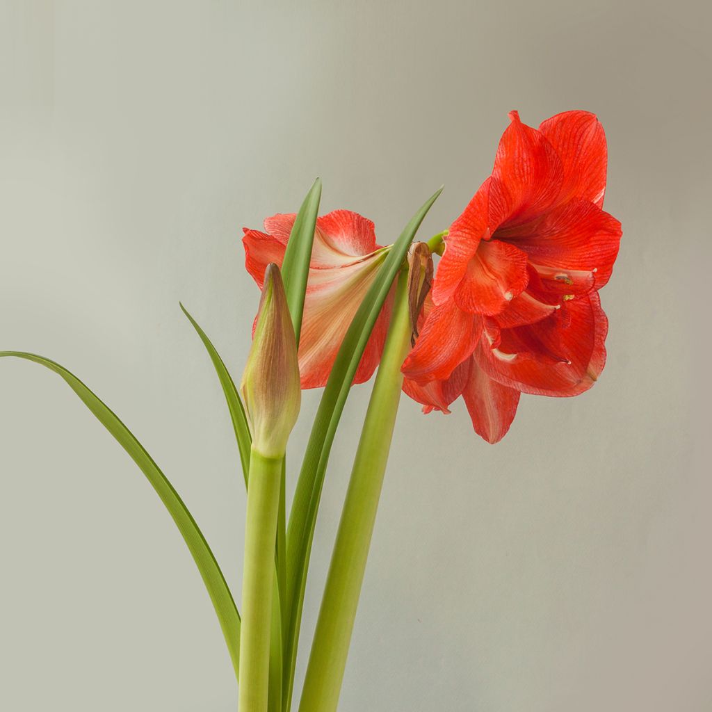 Hippeastrum Celica - Ritterstern