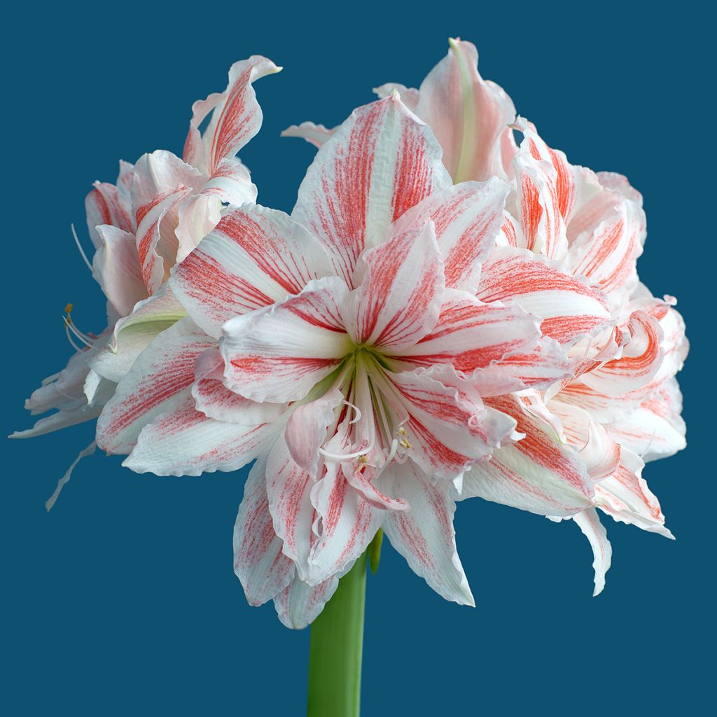 Hippeastrum Dancing Queen - Ritterstern