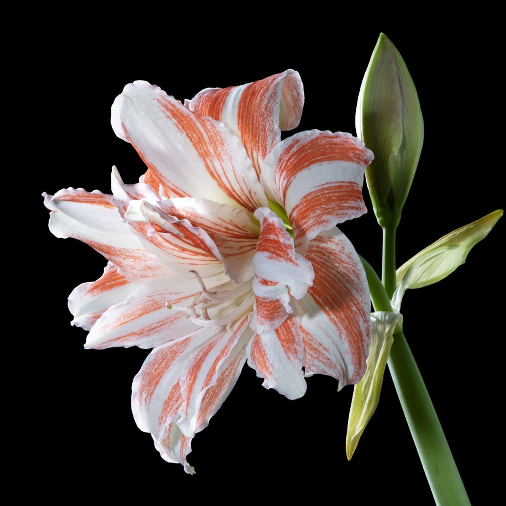 Hippeastrum Dancing Queen - Ritterstern