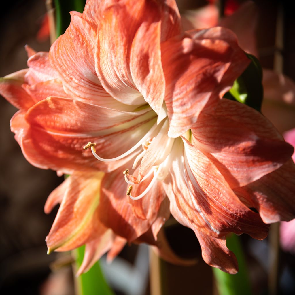 Hippeastrum Lady Jane - Ritterstern