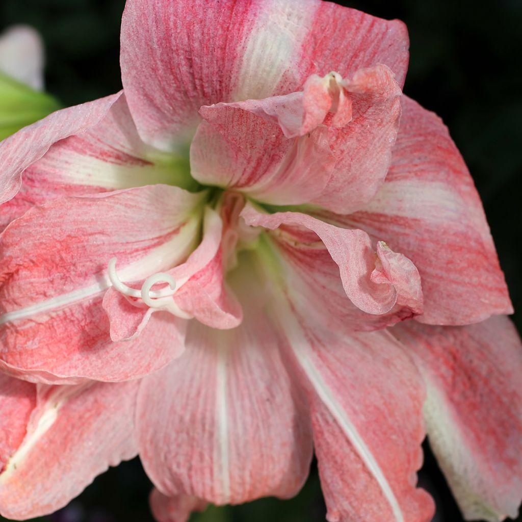 Hippeastrum Lady Jane - Ritterstern