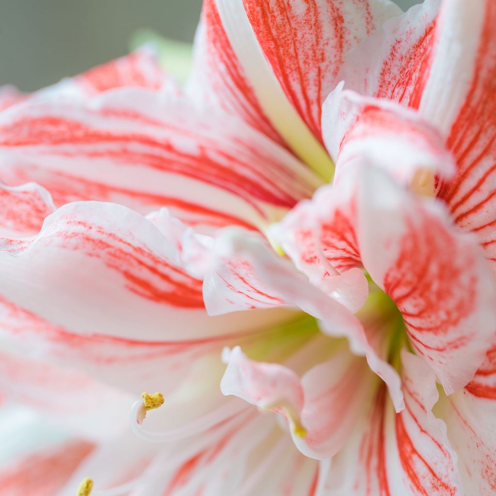 Hippeastrum Nymph - Ritterstern