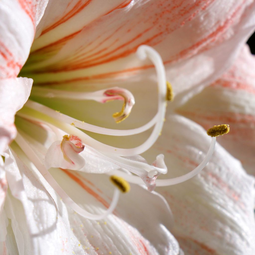 Hippeastrum Nymph - Ritterstern