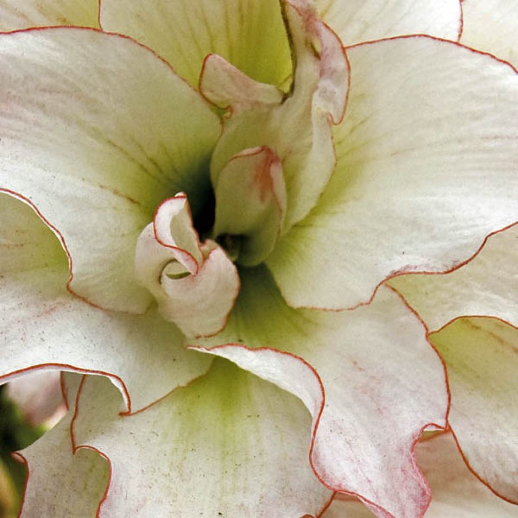 Amaryllis Double Aphrodite 32+