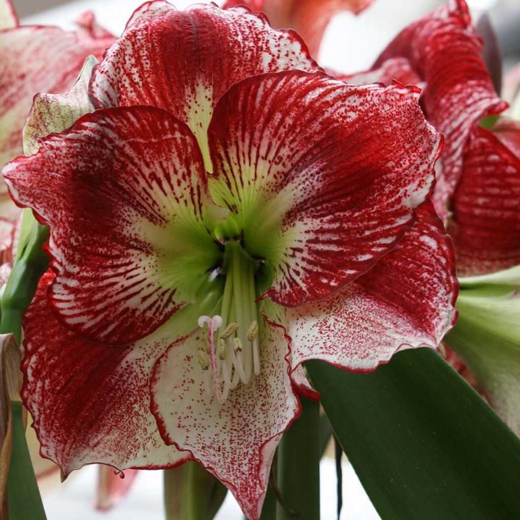 Hippeastrum Flamenco Queen - Ritterstern