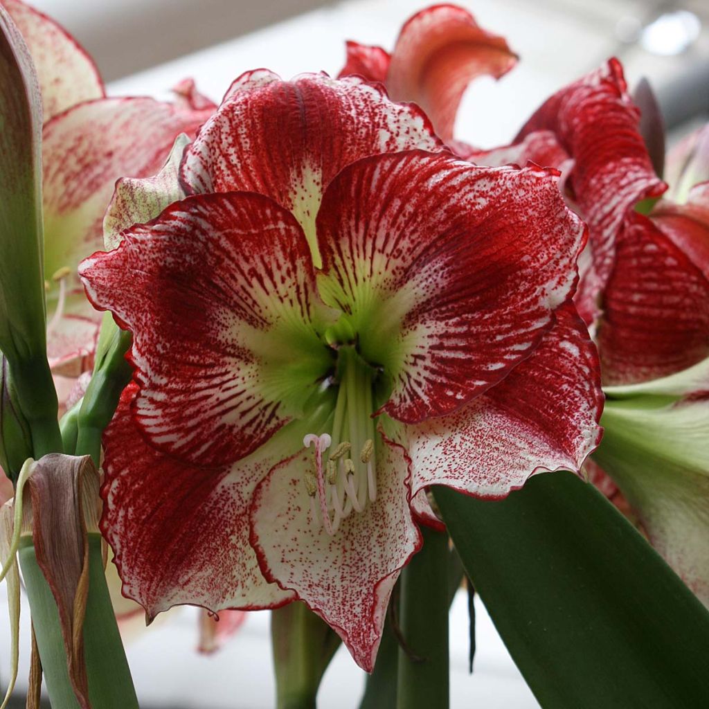 Amaryllis Flamenco Queen - Hippeastrum