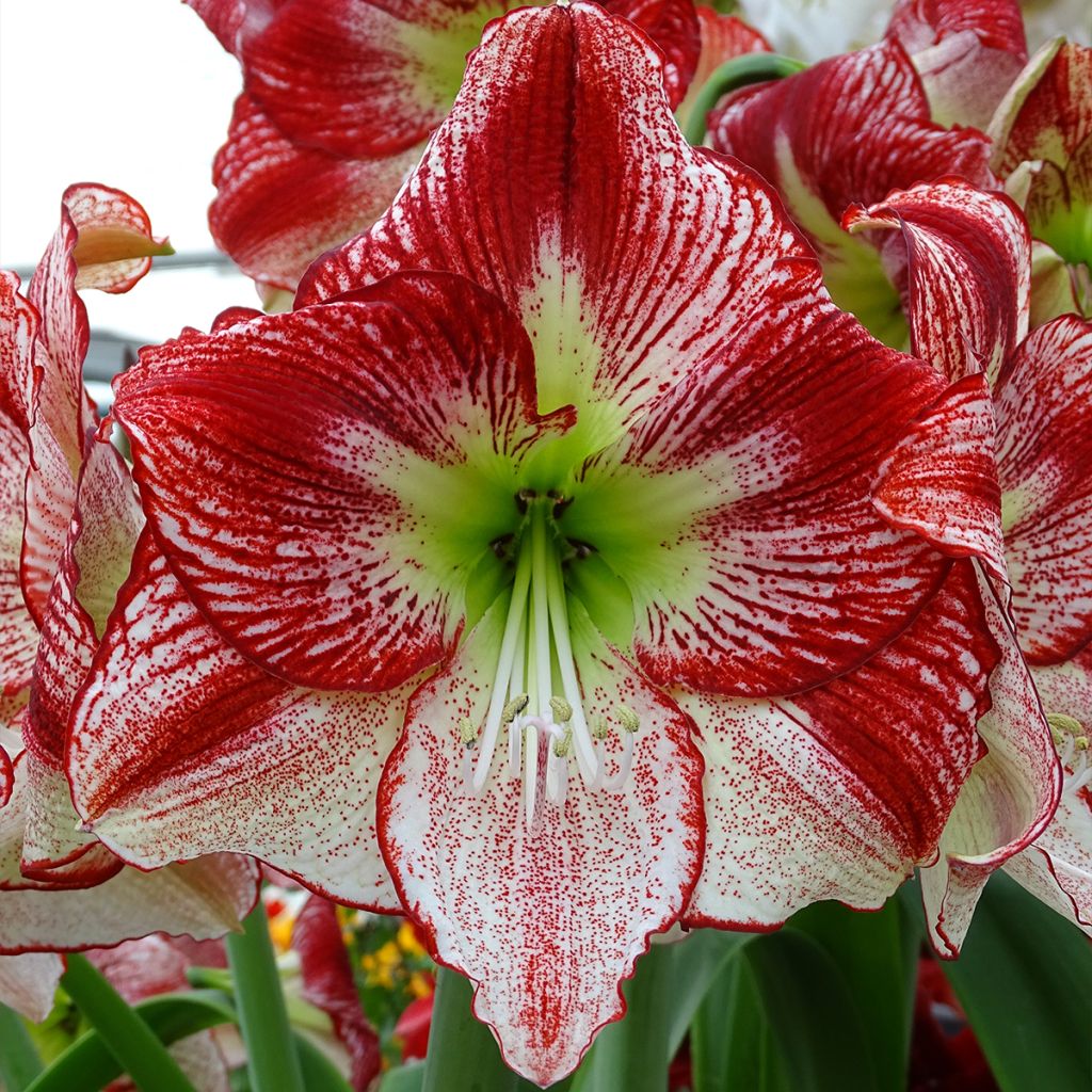 Hippeastrum Flamenco Queen - Ritterstern