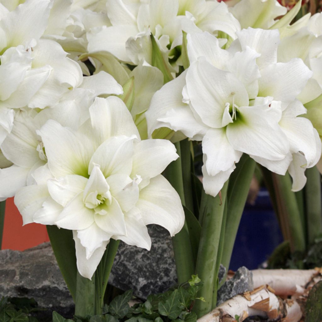 Amaryllis Double Ice Queen