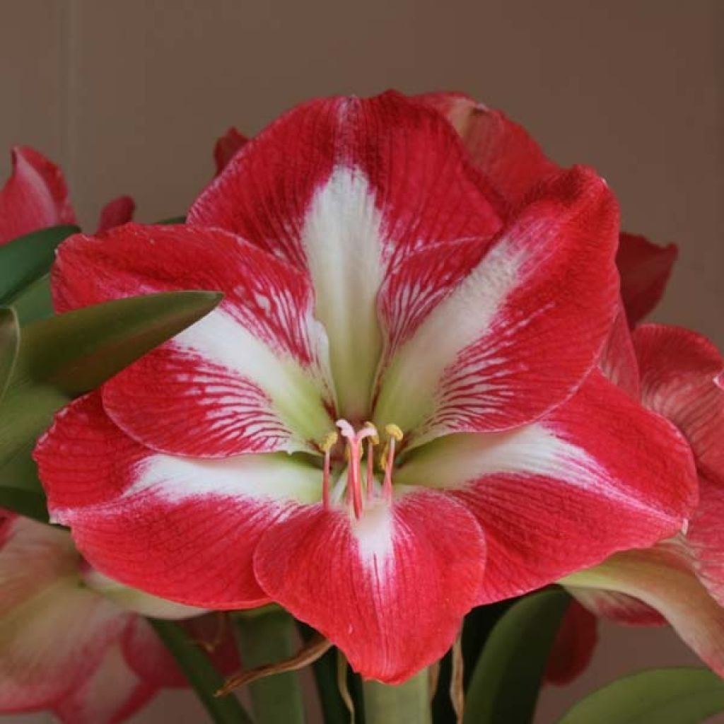 Amaryllis Minerva