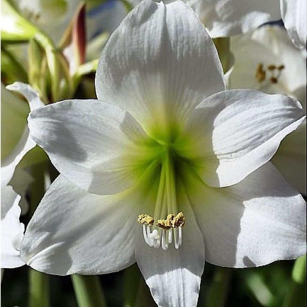 Hippeastrum White Garden - Ritterstern