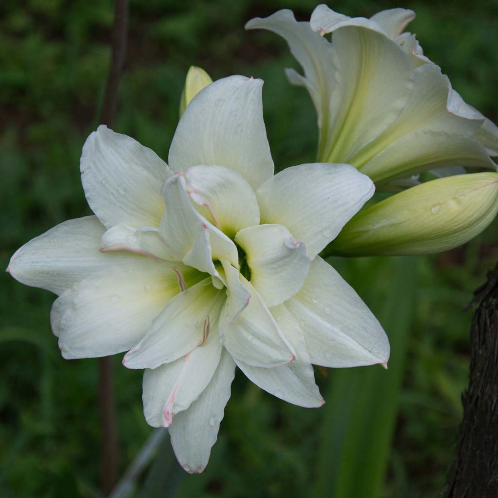 Hippeastrum sonatini Alasca - Ritterstern