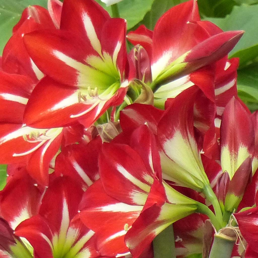 Amaryllis sonatini Balentino - Hippeastrum