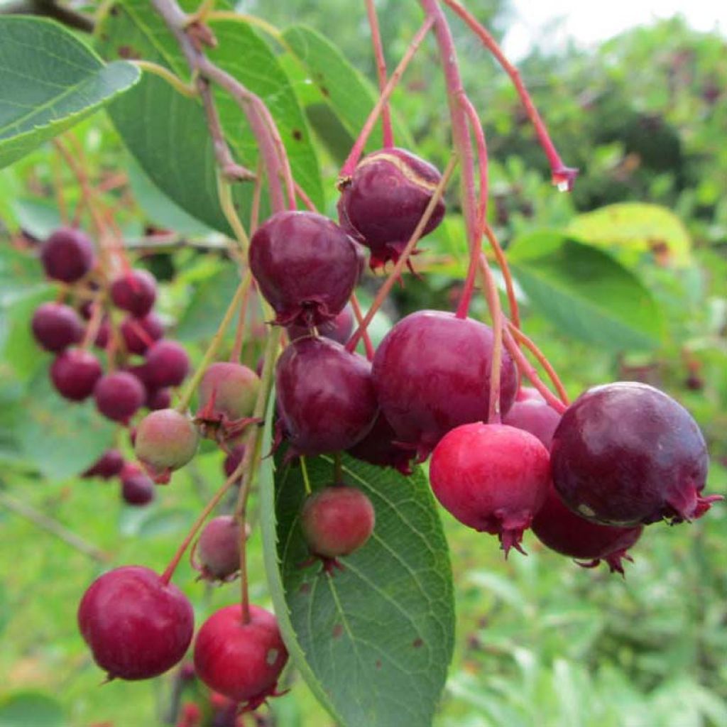 Amelanchier laevis Ballerina - Kahle Felsenbirne