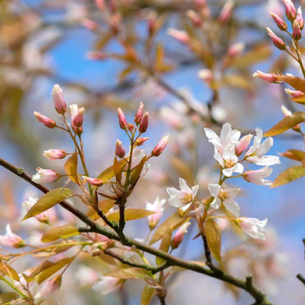 Amelanchier laevis Ballerina - Kahle Felsenbirne