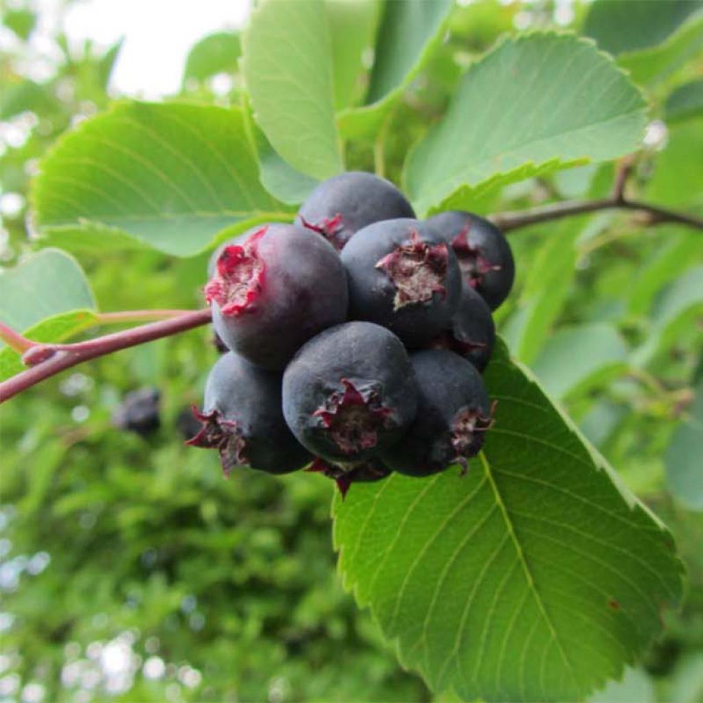 Amelanchier alnifolia Smoky - Erlenblättrige Felsenbirne