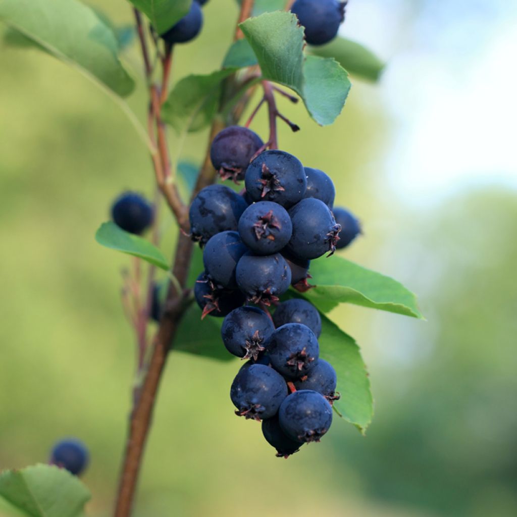 Amelanchier alnifolia Smoky - Erlenblättrige Felsenbirne