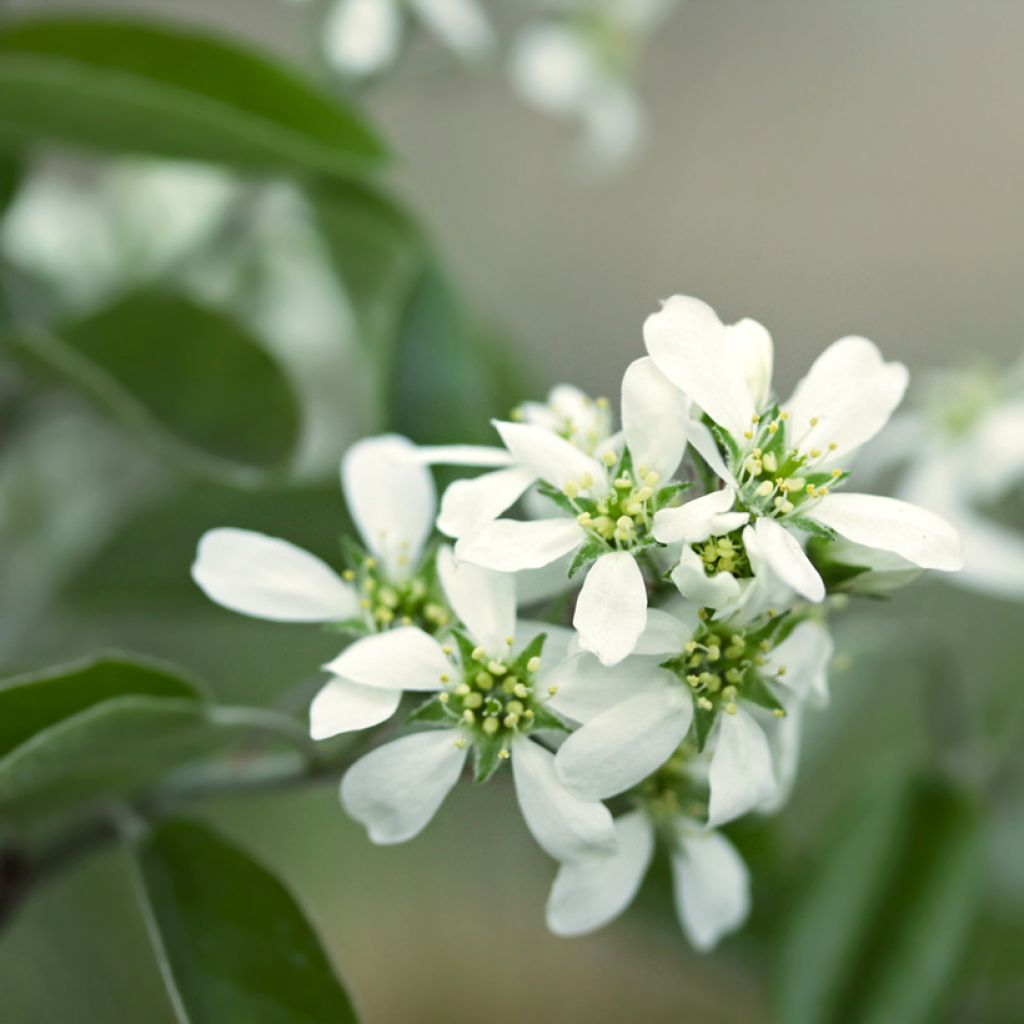 Amelanchier alnifolia Thiessen - Erlenblättrige Felsenbirne