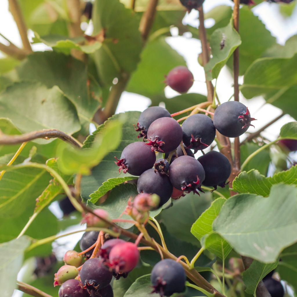 Erlenblättrige Felsenbirne GreatBerry Aroma - Amelanchier alnifolia