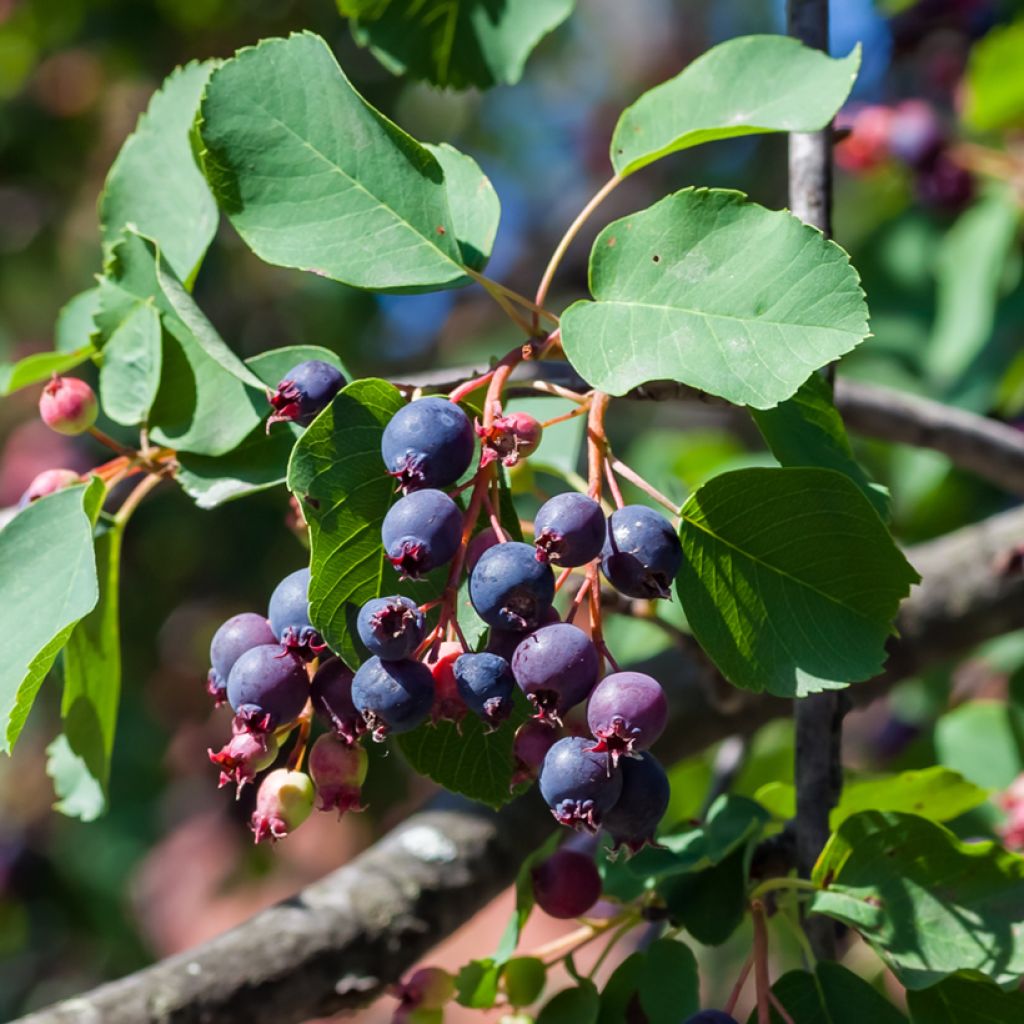 Erlenblättrige Felsenbirne GreatBerry Farm - Amelanchier alnifolia