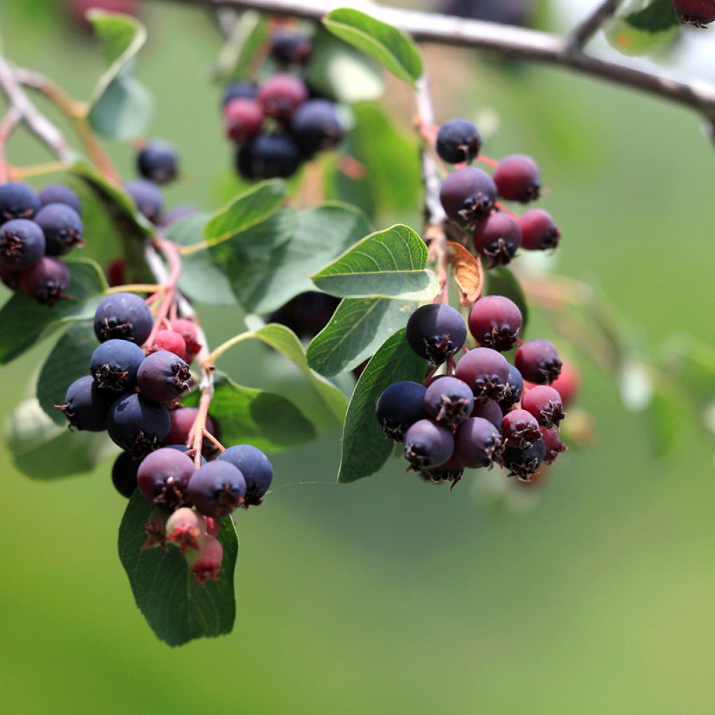 Erlenblättrige Felsenbirne GreatBerry Fruity - Amelanchier alnifolia