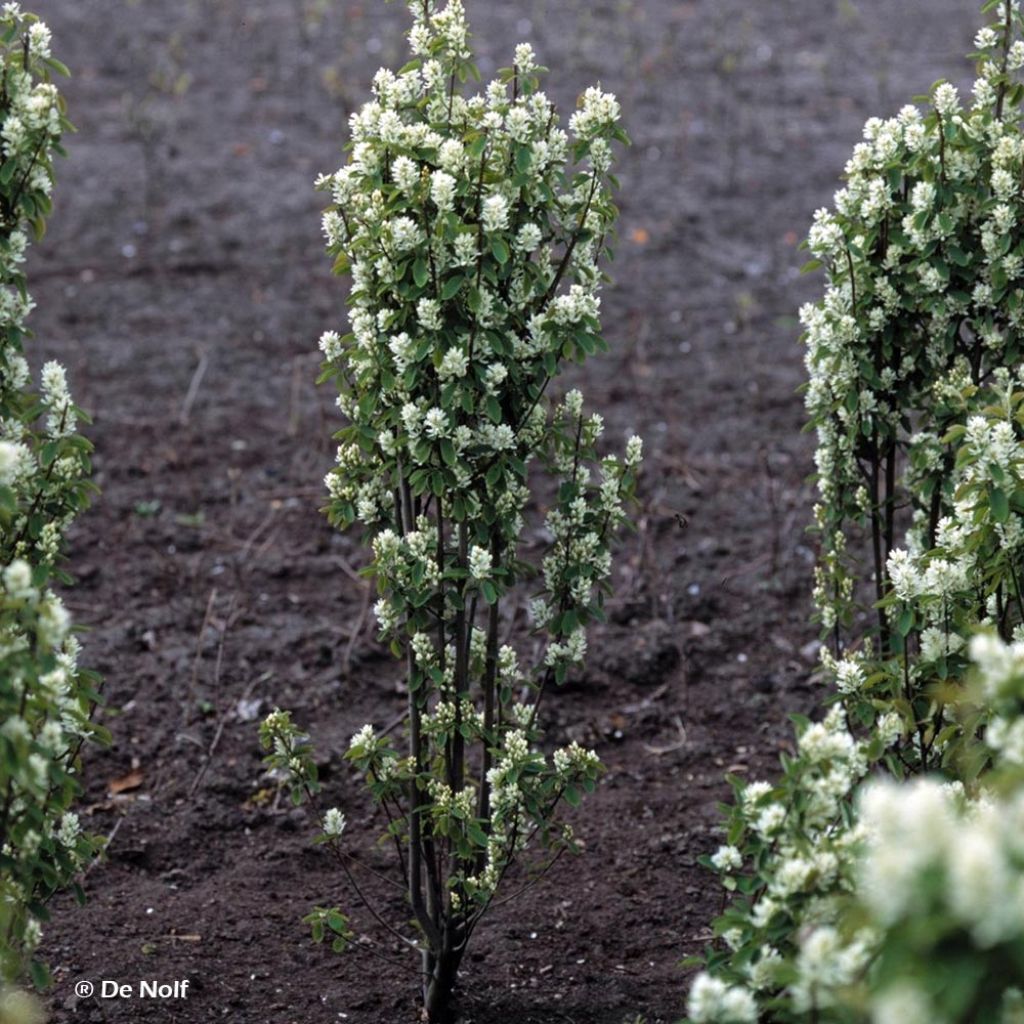 Amelanchier alnifolia Obelisk - Erlenblättrige Felsenbirne