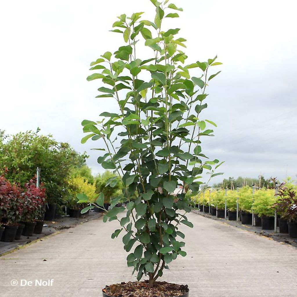 Amelanchier alnifolia Obelisk - Erlenblättrige Felsenbirne