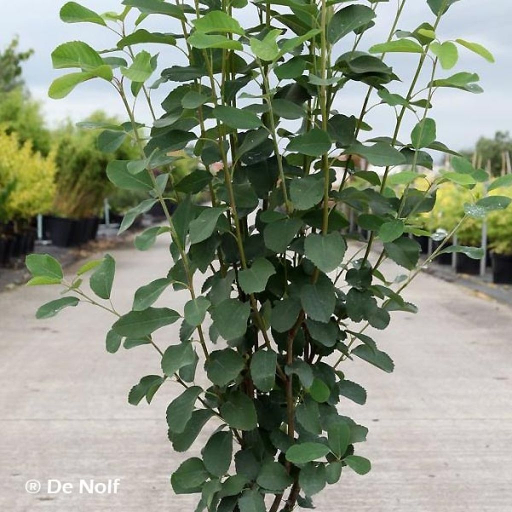 Amelanchier alnifolia Obelisk