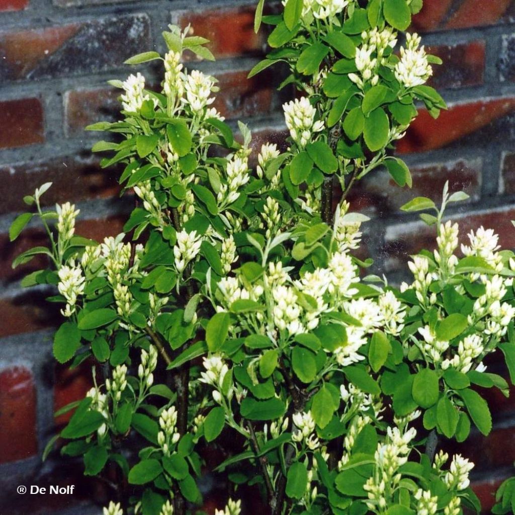 Amelanchier alnifolia Obelisk - Erlenblättrige Felsenbirne